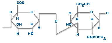 Disaccharide repeating unit of HA comprising GlcUA and GlcNAc