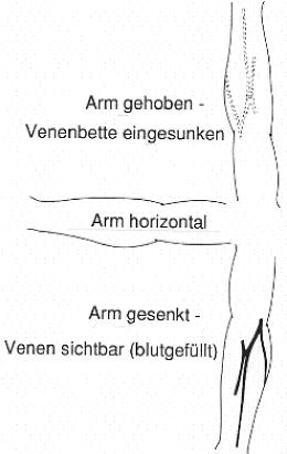 Physiologie Des Venensystems