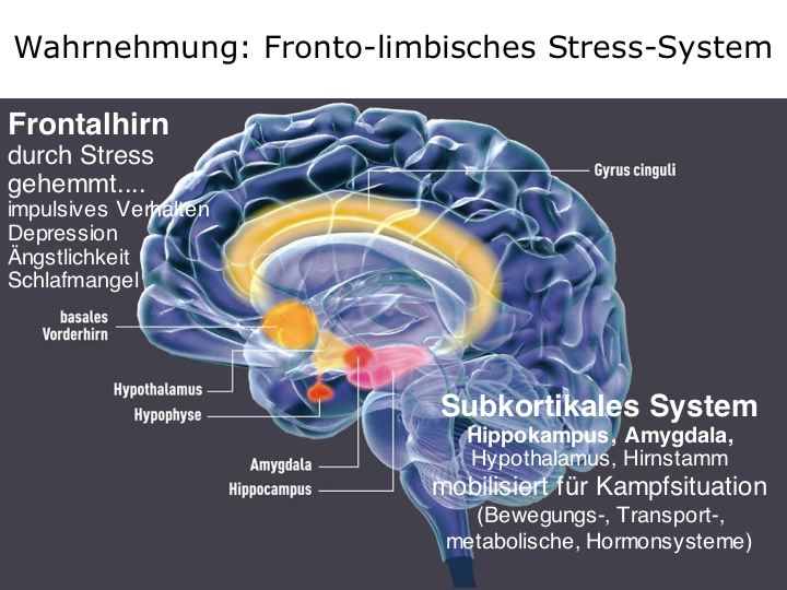 Physiologie: Stress Und Stressverarbeitung