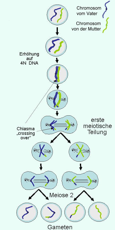 Unterschied mann und frau meiose