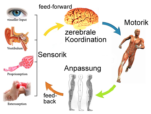 Physiologie: Tonus- Und Reflexprüfung