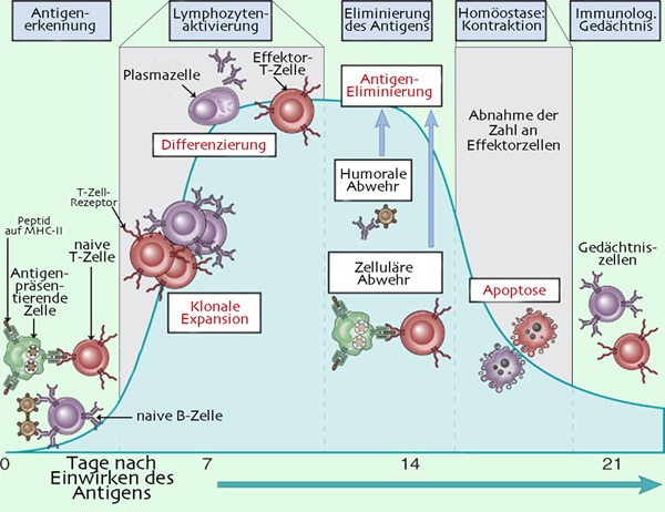 Physiologie: Phasen Der Spezifischen Abwehr