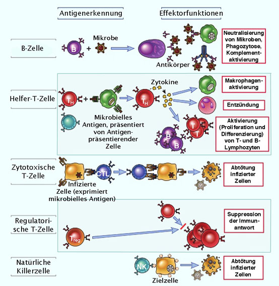 Verschiedener Arten von T-Zellen und deren Funktionen
