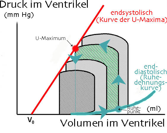 Druck Volumen Diagramm Herz Physiologie: Kontraktionsauslösung im Herzmuskel