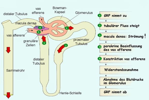 Physiologie: Renale Filtration