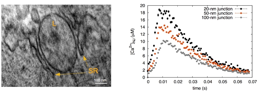 TEM image (left), calculated Ca2+ concentrations (right)